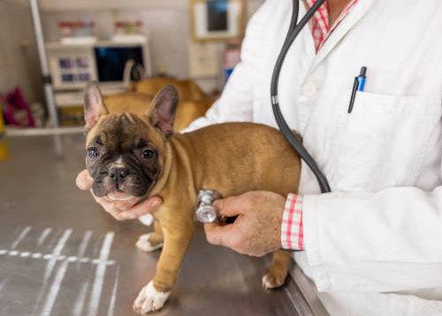 dog grooming in ooty