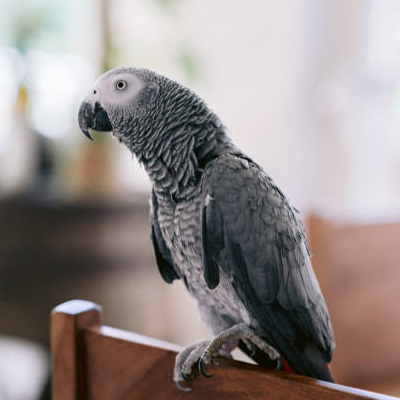 bird foods in wholesale
