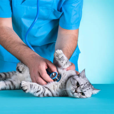 cat foods in wholesale