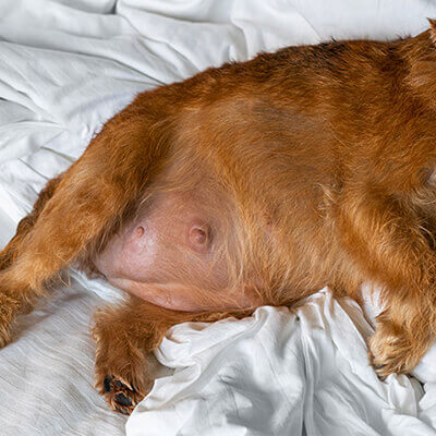 dog hair cutting