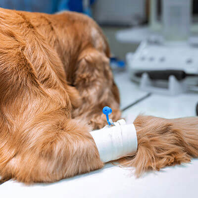 dog hair blow drying