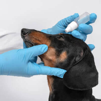 dog Nail Clipping