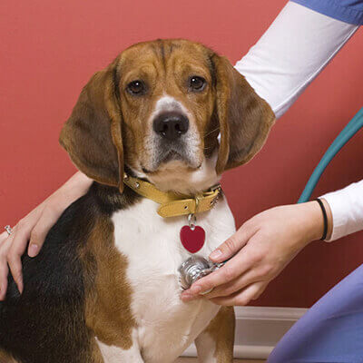 pet ear and eye cleaning