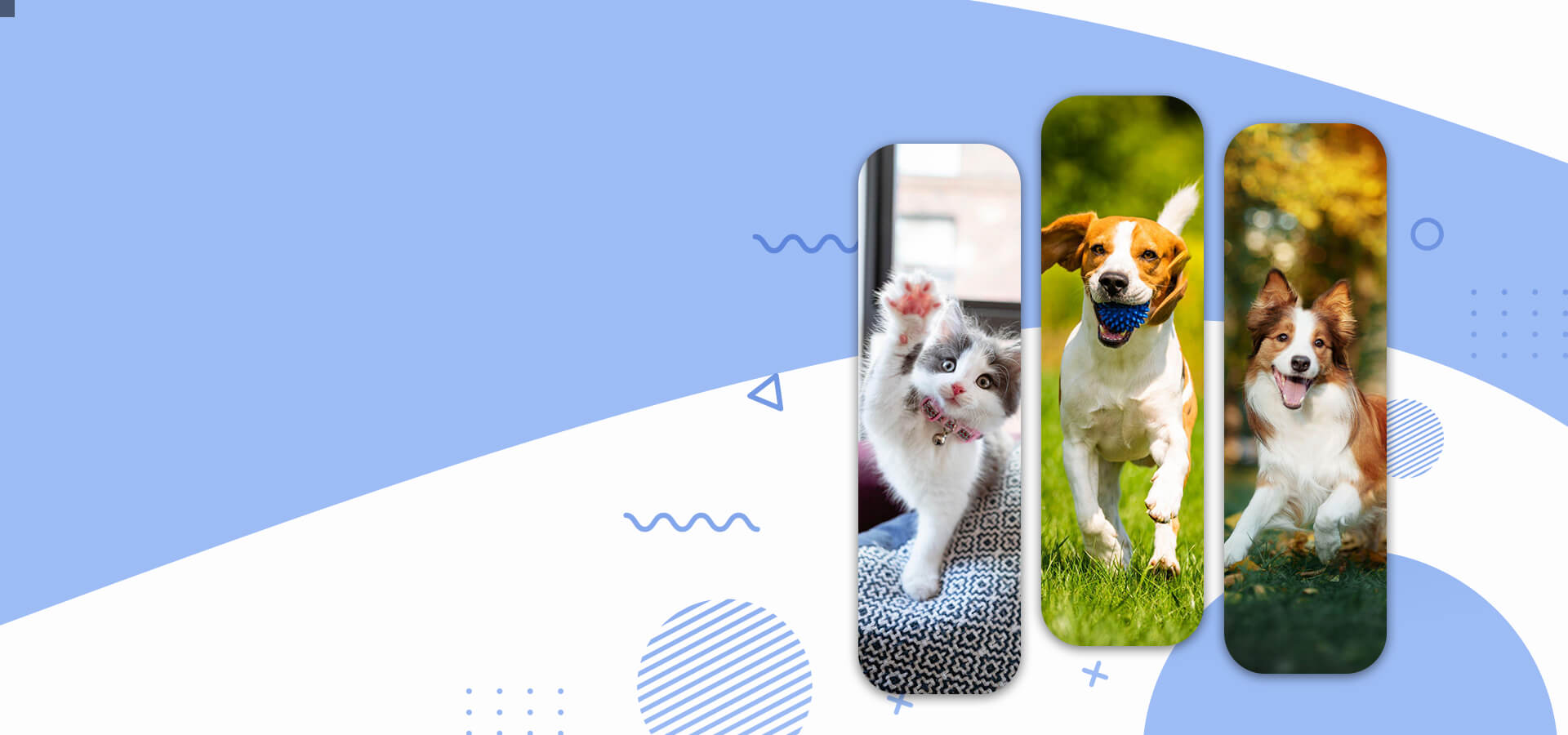 Best pet boarding in ooty
